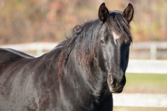 Bebe - In Loving Memory