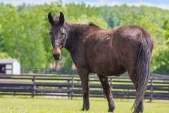 Belle - In Loving Memory