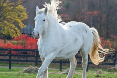 Bernadette - In Loving Memory