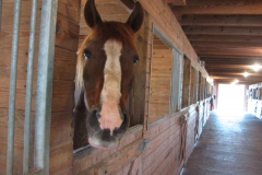 Bob - In Loving Memory