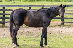 CJ - In Loving Memory