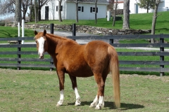 Cabbage - In Loving Memory