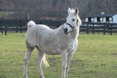 Charlie Horse - In Loving Memory