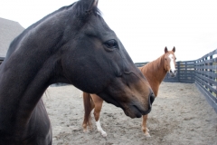 Chaz & Ally - In Loving Memory