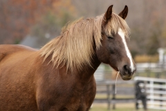 Chloe - In-Loving-Memory