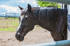 Clive - In Loving Memory