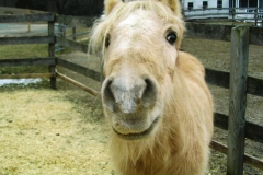 Comanche - In Loving Memory