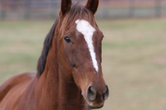 D.A. - In Loving Memory