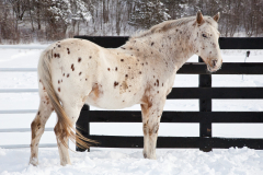 Dallas - In Loving Memory