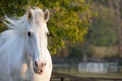 Dolly - In Loving Memory