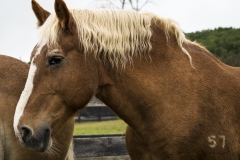 Ella - In Loving Memory