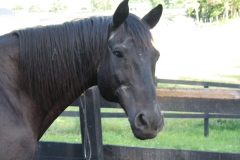 Figaro - In Loving Memory