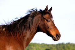 Flame - In Loving Memory