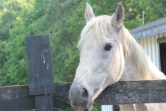 Freddie - In Loving Memory