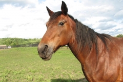 Gal - In Loving Memory