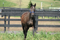 Groovy - In Loving Memory