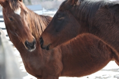 Harry & Banner - In Loving Memory