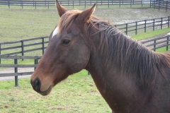 Harry - In Loving Memory