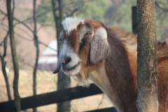 Herbert - In Loving Memory