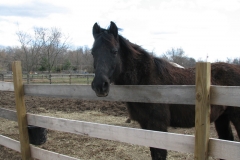 Indy - In Loving Memory