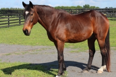 Inno - In Loving Memory