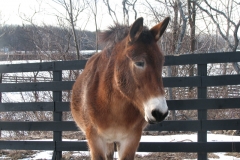 Jack - In Loving Memory