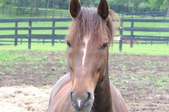 Jake - In Loving Memory