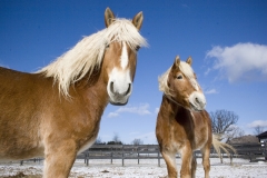 Jerry & Tom - In Loving Memory