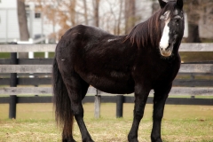 Jill - In Loving Memory