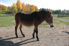 Jilly - In Loving Memory