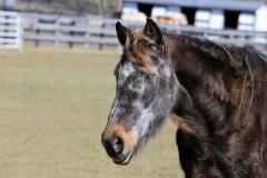 Josephine - In Loving Memory