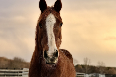 Kelli - In Loving Memory