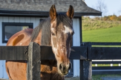 Lady Belle - In Loving Memory