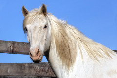 Lionel - In Loving Memory