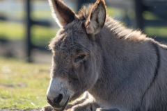 Lisa - In Loving Memory