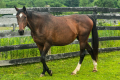 Lorna - In Loving Memory