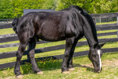 Luke - In Loving Memory