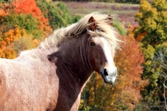 Mariclare - In Loving Memory