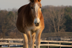 Marilyn - In Loving Memory