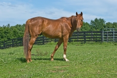 Marty - In Loving Memory