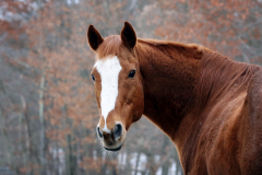 Mikey - In Loving Memory