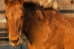 Millie - In Loving Memory