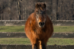 Mini Pearl - In Loving Memory