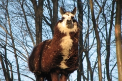 Mo Mo - In Loving Memory