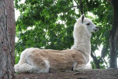 Nahid - In Loving Memory