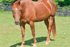 Nicky - In Loving Memory