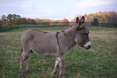 Pat - In Loving Memory