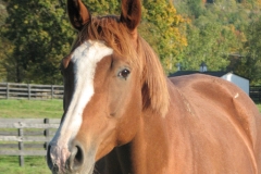 Polly - In Loving Memory