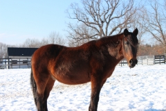 Presley - In Loving Memory