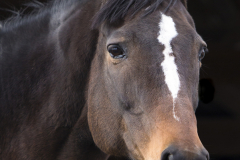 Press Exclusive - In Loving Memory